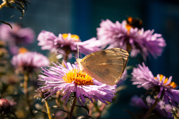 Butterfly sitting on flowers