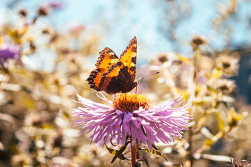 Butterfly sitting on flowers