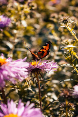 Butterfly sitting on flowers