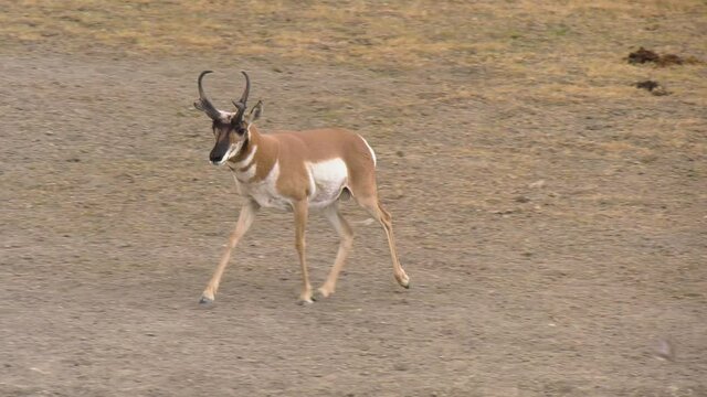 Pronghorn buck walks up to a pond that has almost dried up during drought