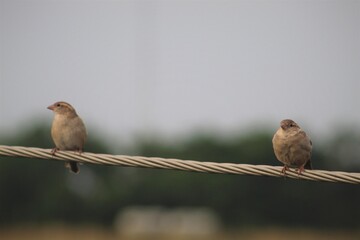 sparrow couple