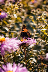 Butterfly sitting on flowers