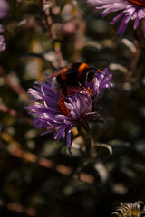 Bumblebee pollination of flowers in the garden