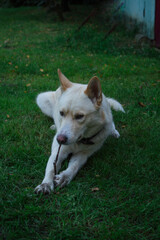 Happy dog resting on the grass