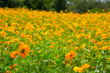 Field of orange wildflowers in a meadow