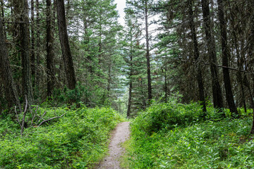 Empty hiking trail in the Paul Lake Provincial Park British Columbia Canada.