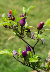 closeup of purple ornamental peppers