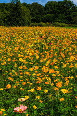 Field of orange wildflowers in a meadow