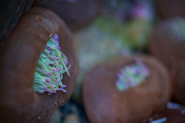 Sea anemones, Campiecho beach, Cadavedo, Valdes Council, Cantabrian Sea, Asturias, Spain, Europe