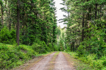 beautiful rural road through a park forest in british columbia canada