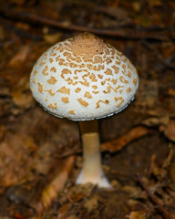 Parasol mushroom in the forest