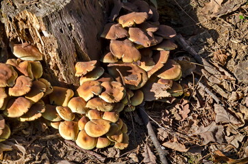 Delicious edible yellow mushrooms chanterelle or Cantharellus ciba-rius grow near by stump , Sofia, Bulgaria  