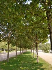 trees in the park