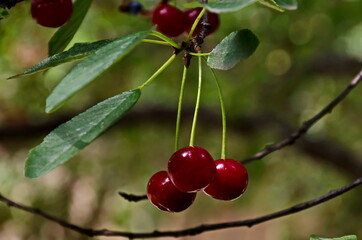 Obraz premium Cherry or sour cherry twig with sweet appetizing red fruits in the garden, Sofia, Bulgaria 