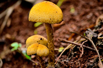 Fungos