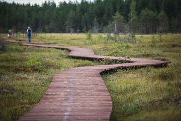 Summer view of wooden walkway on the territory of Sestroretsk swamp, ecological trail path - route walkways laid in the swamp, reserve 