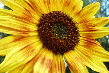 Sonnenblume, Helianthus annuus, Blüte, gelb, rot - 2