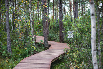 Summer view of wooden walkway on the territory of Sestroretsk swamp, ecological trail path - route walkways laid in the swamp, reserve 