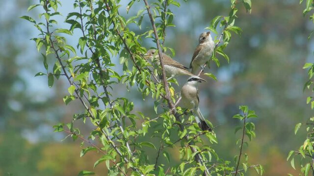 Shrike family with one male and two female