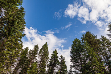 Beautiful forest green trees under blue sky with white clouds.
