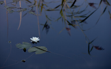 Beatiful white water lily in dark water with hay reflections on the background