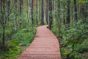 Summer view of wooden walkway on the territory of Sestroretsk swamp, ecological trail path - route walkways laid in the swamp, reserve 