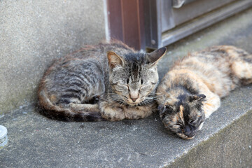 小さな港町の猫　千葉県銚子市　日本