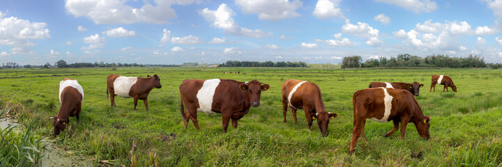 Naklejka na ściany i meble Dutch Belted cattle, cows in a green meadow, Holland