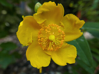 allegra macro di fiore giallo su sfondo sfumato