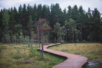 Summer view of wooden walkway on the territory of Sestroretsk swamp, ecological trail path - route walkways laid in the swamp, reserve 