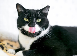 An ear-tipped Tuxedo shorthair cat licking its lips