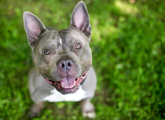 A happy Pit Bull Terrier mixed breed dog looking up