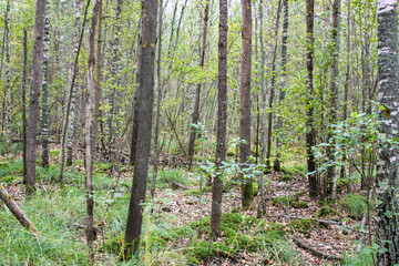 Fototapeta premium forest in early autumn