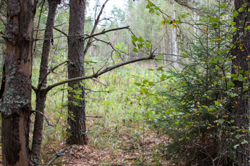 forest in early autumn