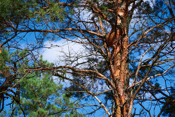 forest on a bright day - beautiful autumn landscape and wildlife