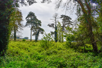 Lush Green Trees in Ireland