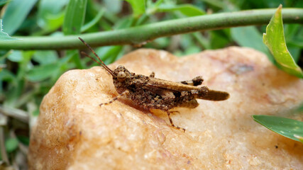 Grasshopper