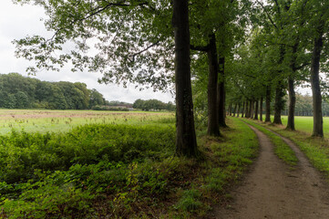 Fototapeta premium An agricultural field near Linden, The Netherlands