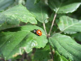 Fototapeta premium ladybug on leaf
