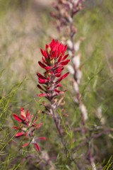 Red spike inflorescences and bracts on Desert Paintbrush, Castilleja Chromosa, Orobanchaceae, native hemiparasitic herbaceous perennial in Joshua Tree National Park, South Mojave Desert, Springtime.