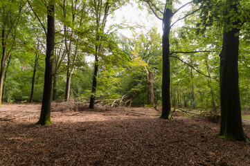 A Fallen tree in the forrest