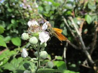 butterfly on flower