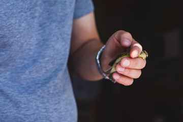 Process of bird banding, small bird ringing at Ornithological station, Curonian Spit, Kaliningrad Oblast, Russia. Ornithologist holding a small bird in hands, marking with small ring