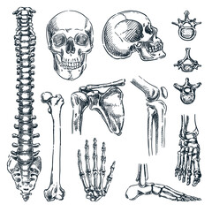 Human skeleton, bones and joints, isolated on white background. Vector hand drawn sketch illustration. Anatomy icons set © Qualit Design