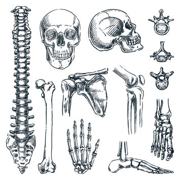 Human skeleton, bones and joints, isolated on white background. Vector hand drawn sketch illustration. Anatomy icons set