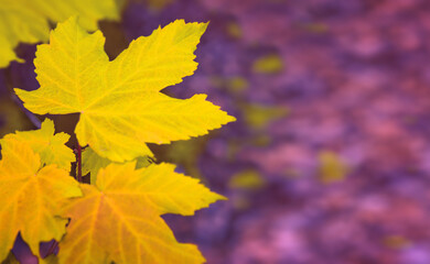Fototapeta na wymiar Fresh yellow maple leaves isolated on a blur background.