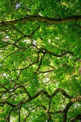 Lush Green Trees in Ireland