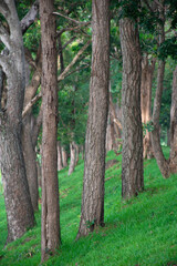 Fototapeta premium Jungle Tunnel, Tree tunnel. Green tunnel.