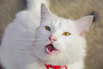 hermoso gato blanco de ojos verdes