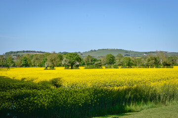 Fototapeta premium Yellow Canola Rapeseed Meadow, Ireland